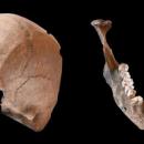 κρανίου του Πλινίου του Πρεσβύτερου