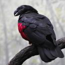 παπαγάλος του Πεσκέ