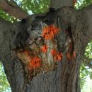 Xylotrechus chinensis