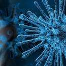 Yaravirus