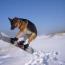 Σκύλος κάνει snowboard