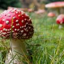 Μαγικά μανιτάρια