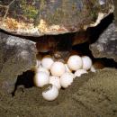 Αυγά θαλάσσιας χελώνας