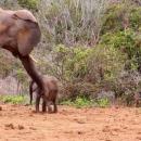 Ελεφαντίνα