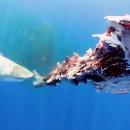 Κουφάρι φάλενας