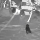 Λύκοι εναντίον σκύλων