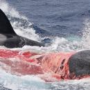 Φάλαινες δολοφόνοι