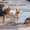 αδέσποτα στη Θεσσαλονίκη