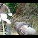 Κριάρι άγριο