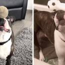 γαλλικό μπουλντόγκ