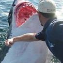 γροθιά σε καρχαρία