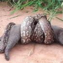 ιαγουαρόντι και βόας