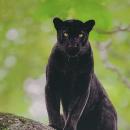 μαύρη λεοπάρδαλη