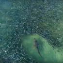 μουγιλίδες