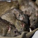 Hantavirus