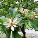 Magnolia officinalis