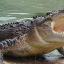 αλιγατορας