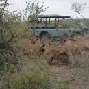 επιθεση σσε βουβαλι