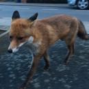 Αλεπού στην πόλη