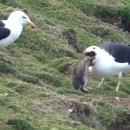 Γλάρος καταπίνει λαγό