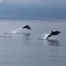 Δελφίνια στον Θερμαϊκό