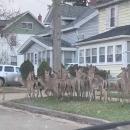 Ελάφια πόλη