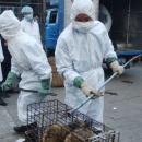 Εμπόριο ζώων στην Κίνα