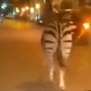 Ζέβρα δρόμος