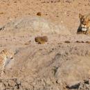 Λιοντάρι - Λεοπάρδαλη