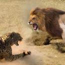 Λιοντάρι και λεοπάρδαλη