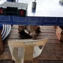 Σκύλος παίζει με ενυδρίδα