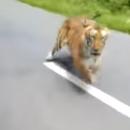 Τίγρη στο δρόμο