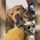 σκυλος γατα