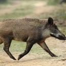 αγριογούρουνο