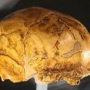 αρχαιότερο κρανίο Homo erectus