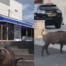 ζωα καραντίν