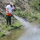 κουνουποκτονίες