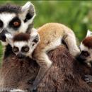 λεμούριοι στο Αττικό πάρκο