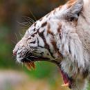 λευκή τίγρη