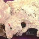 κρανιο θασος