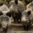 αγριογουρουνα