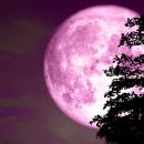 Ροζ πανσεληνος