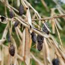 Xylella fastidiosa