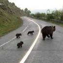 Αρκούδα με αρκουδάκια