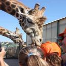 Αττικό Ζωολογικό Πάρκο