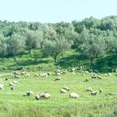 Βοσκοτόπια