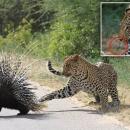 Λεοπάρδαλη και σκαντζόχοιρος