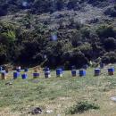 Μέλισσες στο Άργος