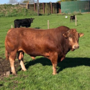 Ταύρος στην Σκωτία