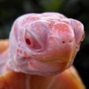 Χελώνα αλμπίνος